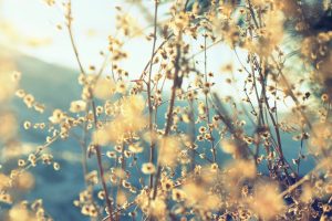 Flowers in a field